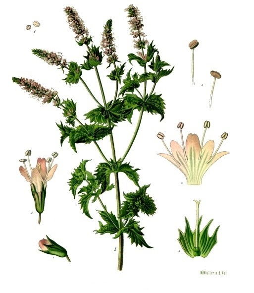 Mentha Spiccata